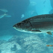 Picture 042